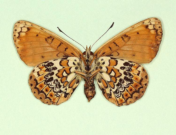 Melitaea cinxia female (aberrant form wittei, verso) (Internet Image property of respective owner, non-commercial use only)